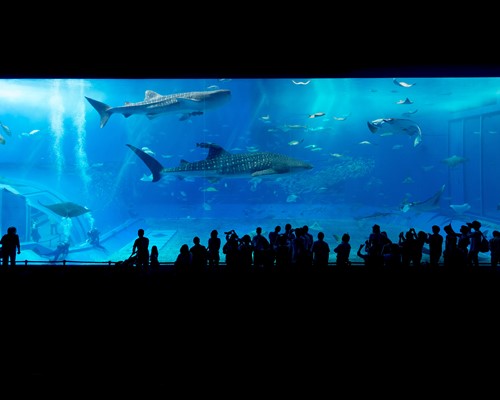 SPECIALE HALLOWEEN - ACQUARIO DI GENOVA 